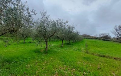 Our Land Holding  Invitation Evening: May 7 at 21:00