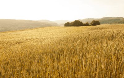 Ancient grains, rediscovering agricultural heritage for healthier and more sustainable pasta