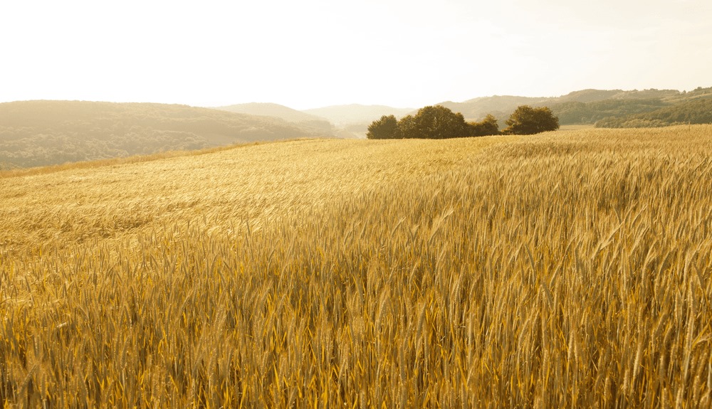 Ancient grains, rediscovering agricultural heritage for healthier and more sustainable pasta