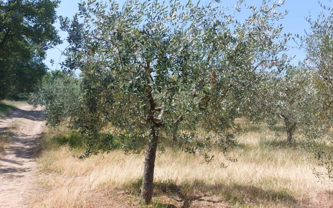 Investing in Umbria: A Strategic Opportunity to Seize Now