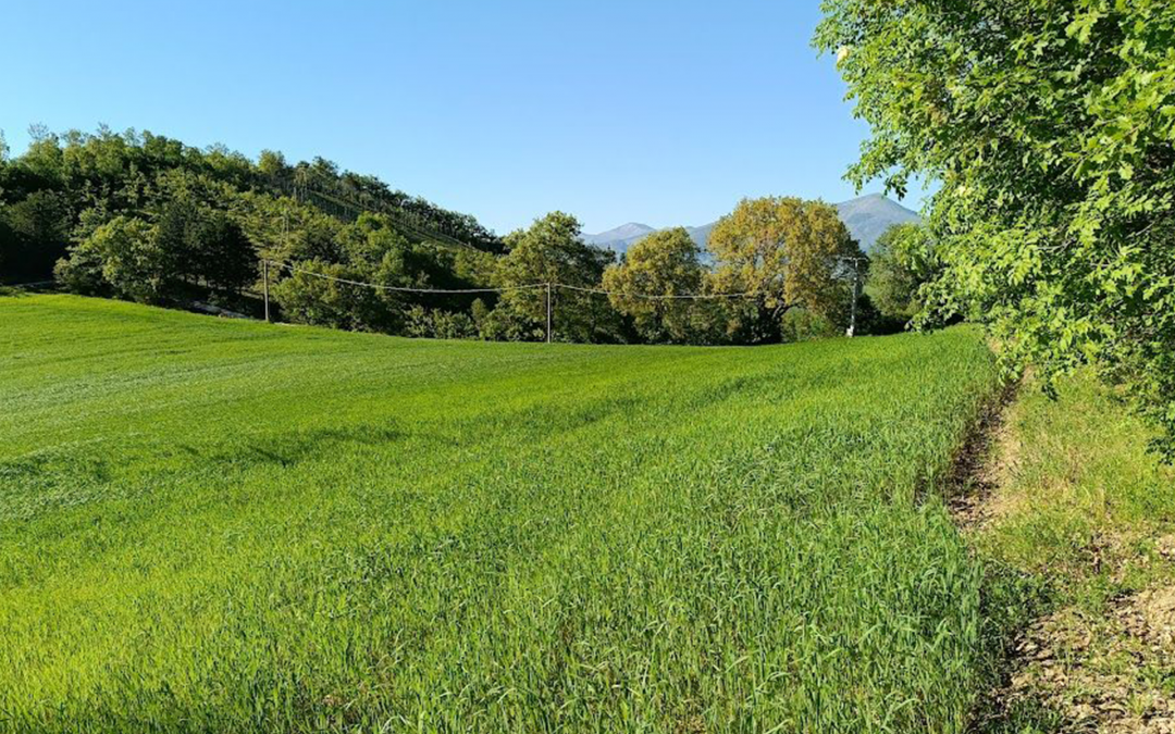 The Value of the Land: Our Senatore Cappelli Ancient Grain in Gualdo Tadino