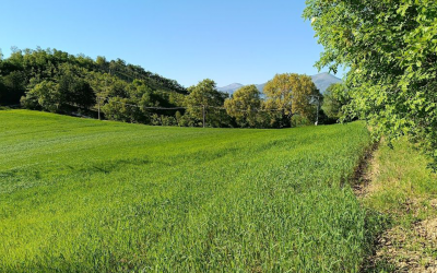 The Value of the Land: Our Senatore Cappelli Ancient Grain in Gualdo Tadino