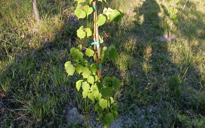 Successful reforestation initiative with students from the “Casimiri” High School in Gualdo Tadino