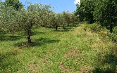 New lands coming soon for Our Land and its partners