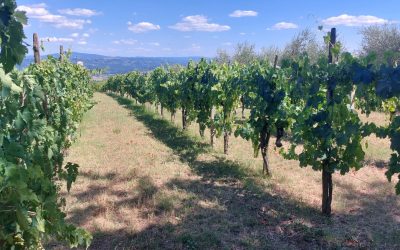 Our Land’s Expansion in Tuscany: Evaluating Sarteano’s Historic Terroir