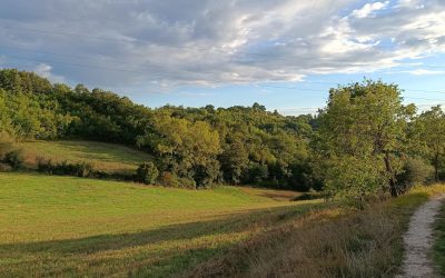 MERCOSUR and the Future of European Agriculture: OUR LAND, the Answer for Wholesome, High-Quality Food